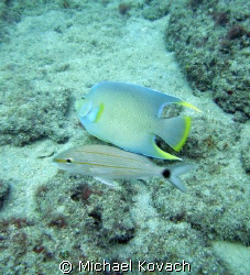 Queen Angel Fish on the Inside Reef at Lauderdale by the Sea by Michael Kovach 
